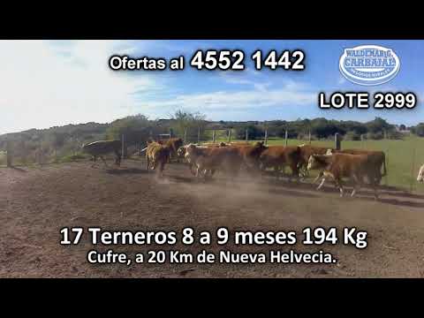 Lote 17 Terneros 14 POOL HE - 1 HE/ RA - 1 HE/ CERO - 1 HE 194 Kgkg -  en Cufre, a 20 Km de Nueva Helvecia.