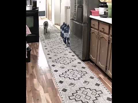 Calm Boy vs Chaos Goblin