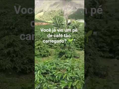Pés de café carregadinhos! Olha essa fartura em Ibatiba ☕️🌱"#shorts, #cafe, #ibatiba, #vidanocampo.