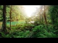 Relaxing Rainforest Sounds, Birds Chirping, No Music (10 Hours)