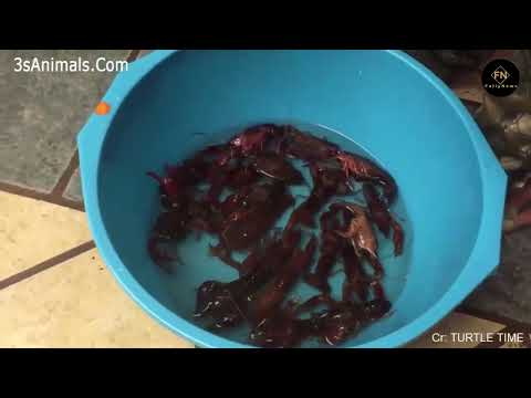 Extrem lustige Tiervideos zum Kaputtlachen