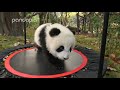 Funny panda moments #3