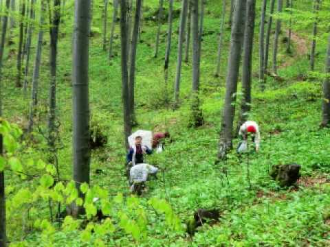 Kazuj pravo, šikaro zelena