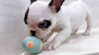 フレンチブルドッグの動画01