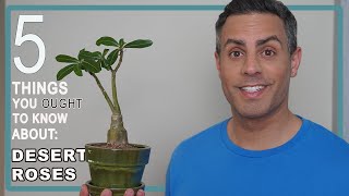 5 Things You Ought To Know About Your Desert Roses (Adenium Obesum) Repot + Dealing w/ Mealy Bugs!
