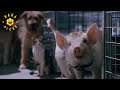 Escaping Animal Control Babe Pig In The City