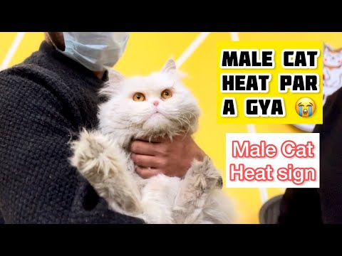 My Male Cat in Heat | Male Cat Heat sign & symptoms  | Male Cat heat Sound | Male Cat Calling Female