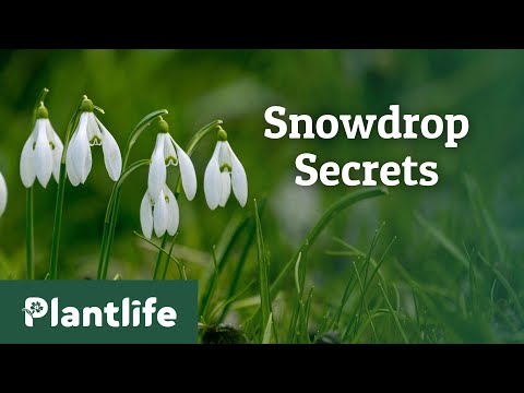 The Hidden Secrets of Snowdrops