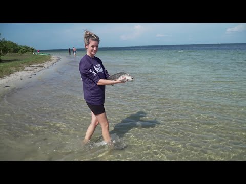 Two Sea Turtles Released After Recovering From Marine Accidents