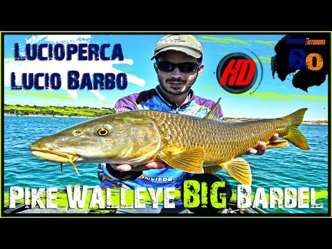 PESCA LUCIO LUCIOPERCA GRAN BARBO de ORILLA | PIKE WALLEYE BIG BARBEL FISHING from SHORE | 2017 | HD