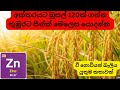 අක්කරයට බුසල් 120 ක් ගන්න මේක කරන්න කුඹු