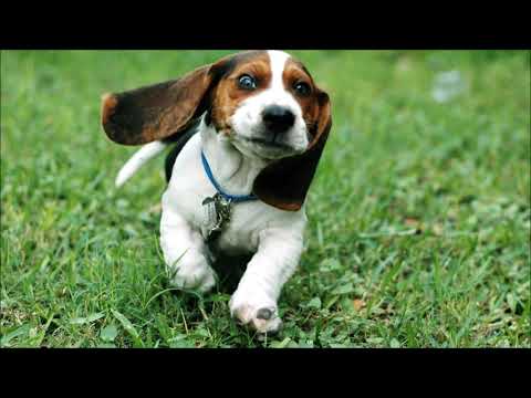 El Baile del Perrito