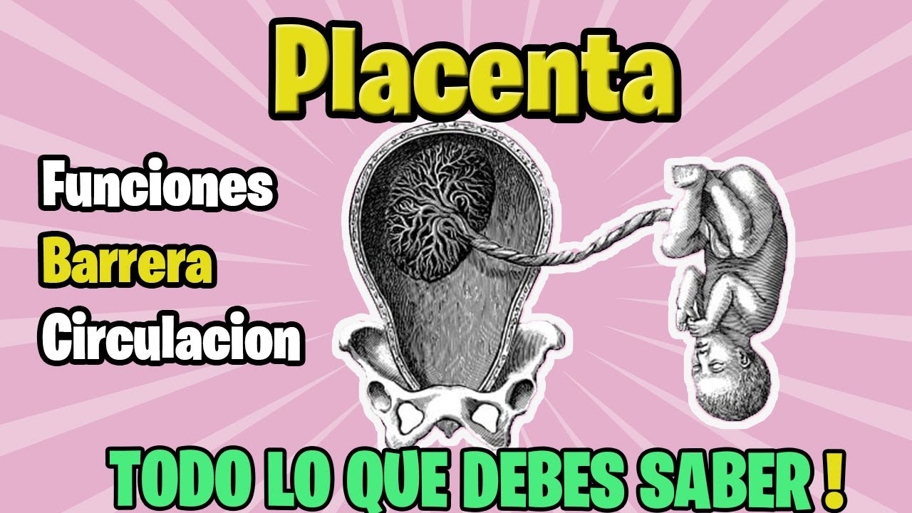 ✅PLACENTA Funciones, barrera , circulación | SUPER FACIL!!