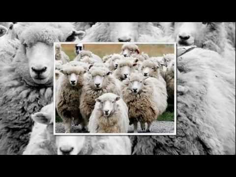 Povestea unui ciobanas (cantece copiii)