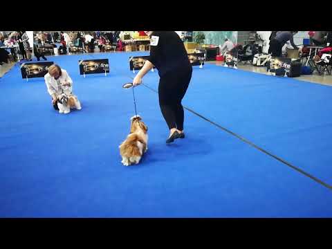 2019.03.02 Oblastní výstava psů České Budějovice