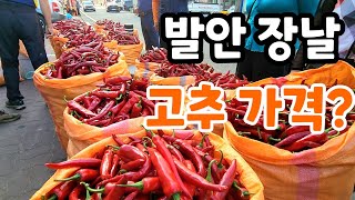 발안 장날 홍고추 넘 좋다 오늘 고추 시세?