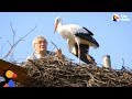 Man Does Everything For His Rescued Stork KLEPETAN MALENA The Dodo
