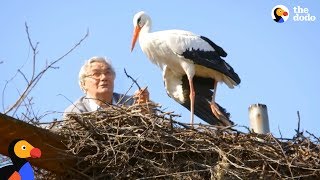 Man Does Everything For His Rescued Stork -  KLEPETAN &amp; MALENA | The Dodo