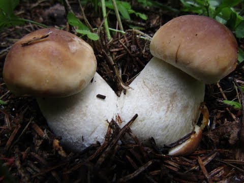 Белые грибы пошли массово! Что творится в лесу.. Июль 2019 года.