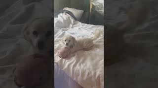 Video preview image #1 Poodle (Miniature)-Unknown Mix Puppy For Sale in Corona, CA, USA
