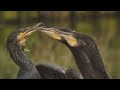 Vogeltrek in de Oostvaardersplassen