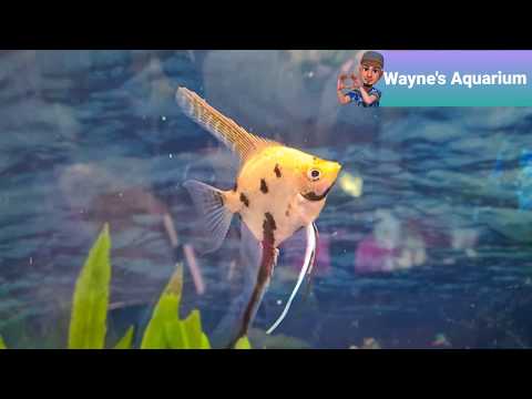 YouTube video about: Can angel fish live with betta?
