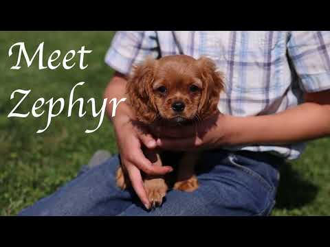 Zephyr Cavalier King Charles Spaniel for sale in Lititz