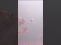 Video Thumbnail for Eyoyo #underwater camera #perch fishing #shorts #fishing #subscribe