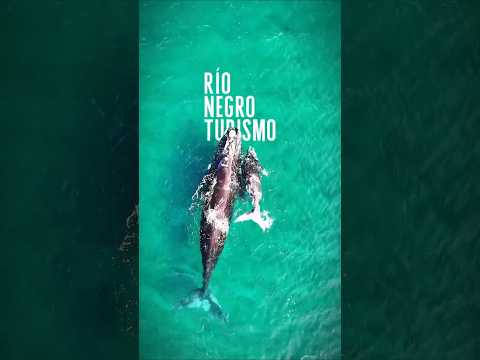 ¡YA LLEGARON! 🐋 Las primeras ballenas en Río Negro
