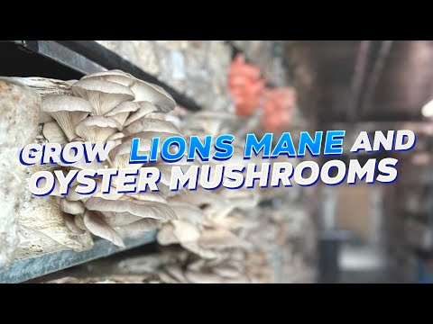 Urban Vertical Mushroom Farms