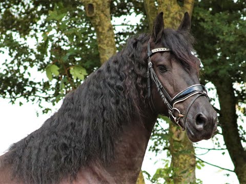 Stal Okkema's Ivar - Tsjalle x Bonne - gelding - 1.67m - 2018