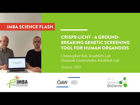 CRISPR-LICHT - A groundbreaking genetic screening tool for human organoids.