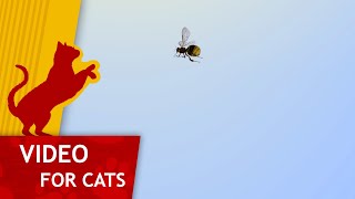 Cat Games - Get that wasp (Cat video for big screens)
