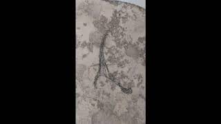 James   China Girl David Bowie Cover