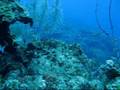 Little Cayman 2008