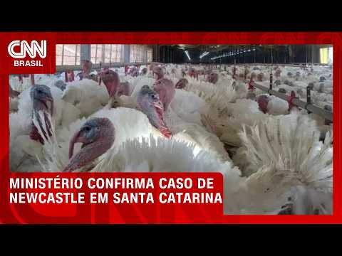 Ministério confirma caso de doença de Newcastle em granja comercial em SC | CNN AGRO NEWS