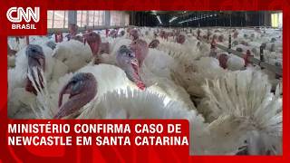 Vídeo: Ministério confirma caso de doença de Newcastle em granja comercial em SC | CNN AGRO NEWS
