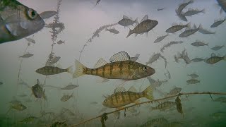 Ice Castle Perch! Amazing Underwater Video - Ice Fishing Mille Lacs Lake