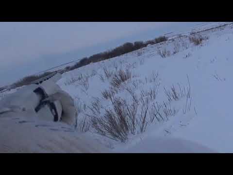 Охота на зайца 2019-2020 № 71