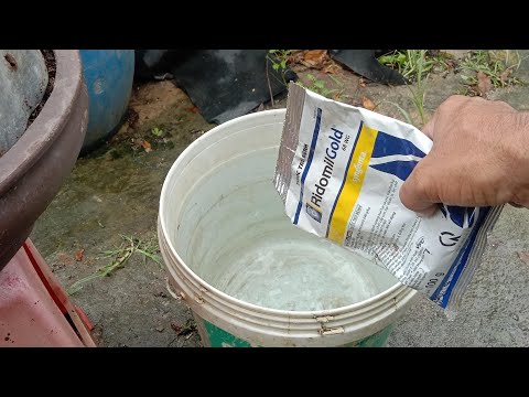 LP474. Tưới Ridomil Gold cần lưu ý gì để chống tác dụng ngược.