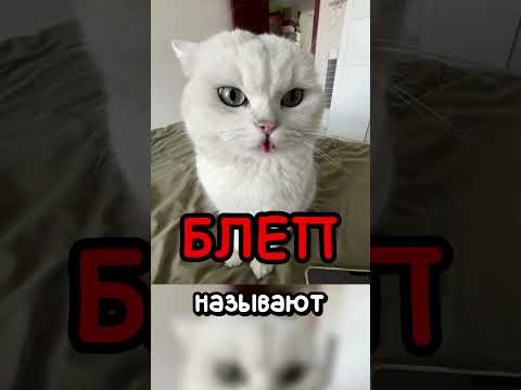Кот забыл убрать язык