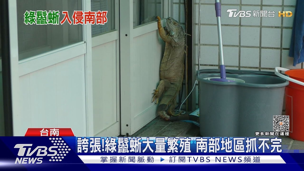 多到爆! 綠鬣蜥大軍入侵南部 最扯一晚抓400隻