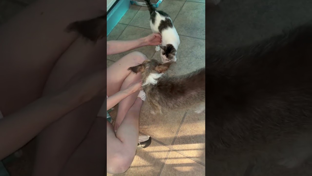 Enlarge Nadia, a Adoptable mixed breed in Groveland, MA video 5/6