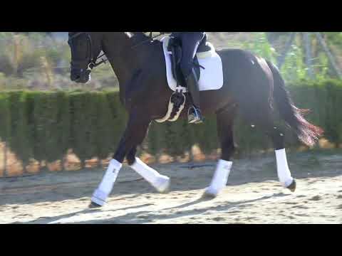 SOLD Liberace 3y.o. by Livaldon 2016. Dressage stallion. V.I.P. Horse