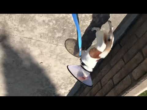 Walking my dog but it’s upside down