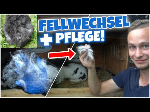 , title : 'FELLWECHSEL bei Kaninchen! + Kaninchenpflege 🐇 | Schustrich S 2.0 ⭐'