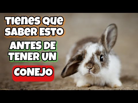 , title : '⚠️TIENES que SABER esto de los CONEJOS🐇 CURIOSIDADES y CUIDADOS🥕 TOP 25✨'