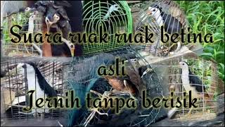 Download lagu Suara ruak ruak terbukti ampuh mp3