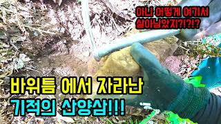 16년 동안 좁은 바위 틈에서 자라난 기적의 산양삼ㄷㄷ 너무 신기합니다...