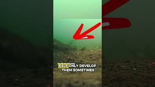 Where Do Eels Come From? 🐍 The Weird Truth About Eel Reproduction! #animals #wildlife